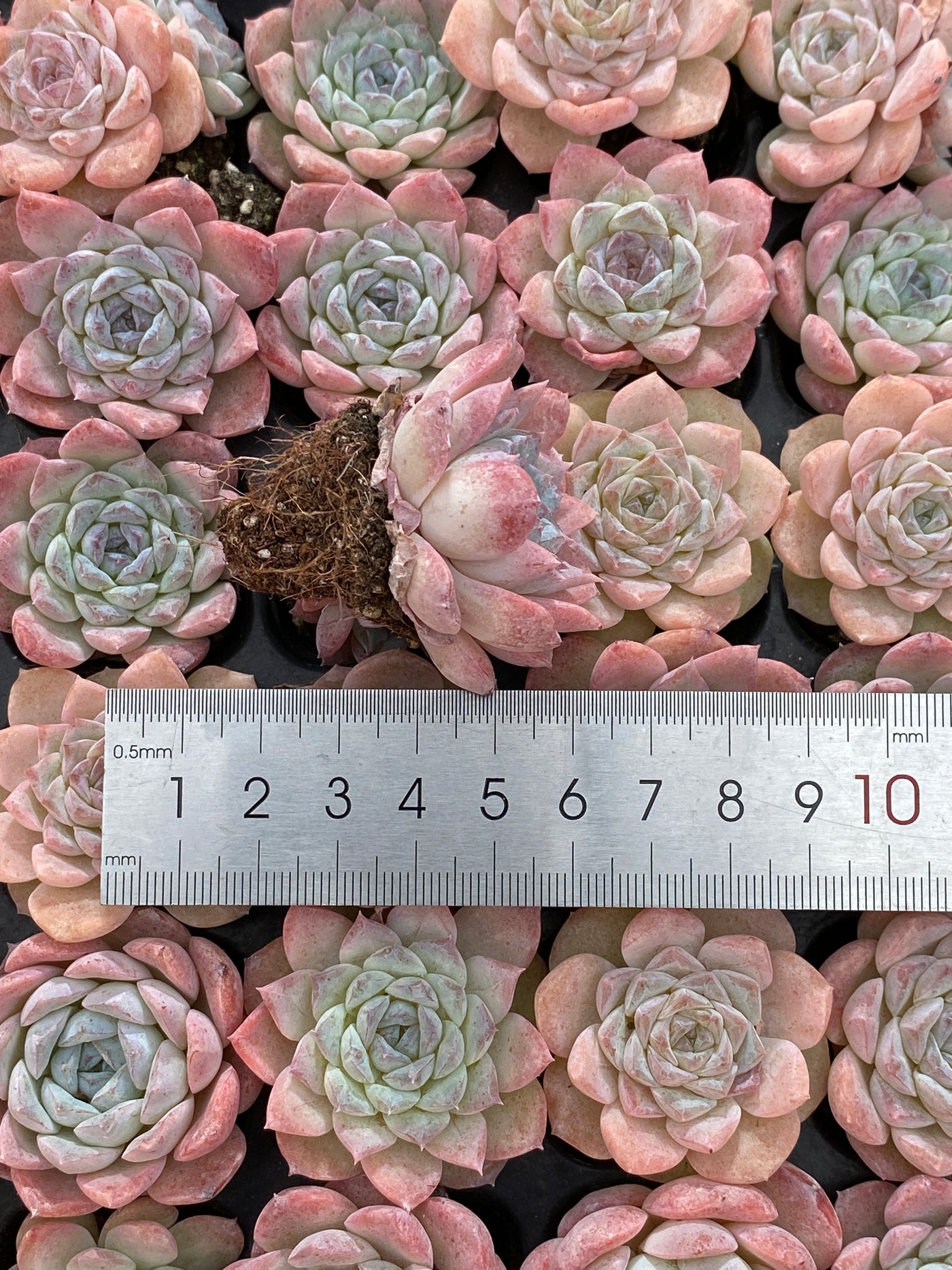 多肉植物 セツガン 105株セット 品番AB0162