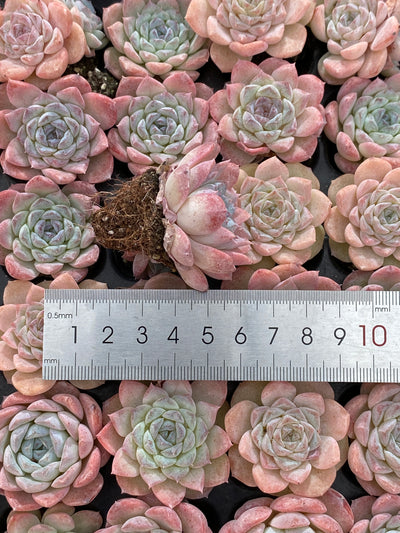 多肉植物 セツガン 105株セット 品番AB0162