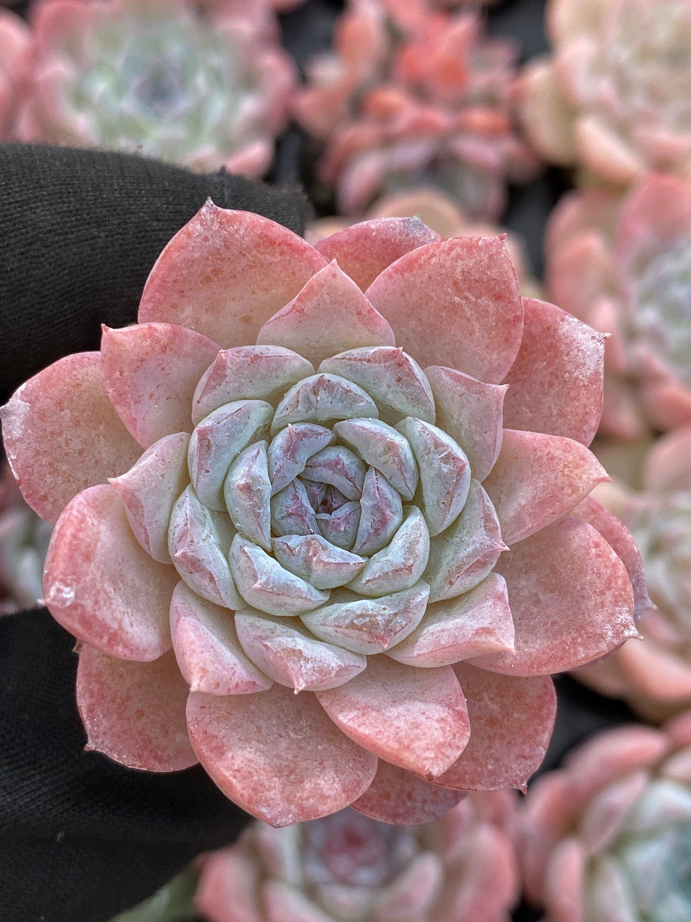 多肉植物 セツガン 105株セット 品番AB0162