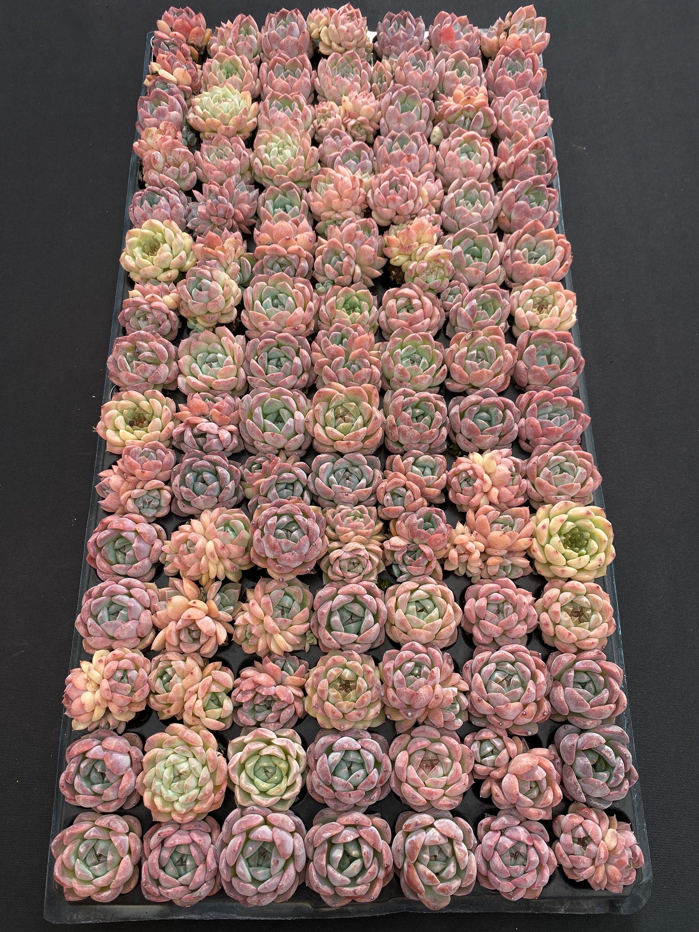 多肉植物 ビム 105株セット 品番AB0222