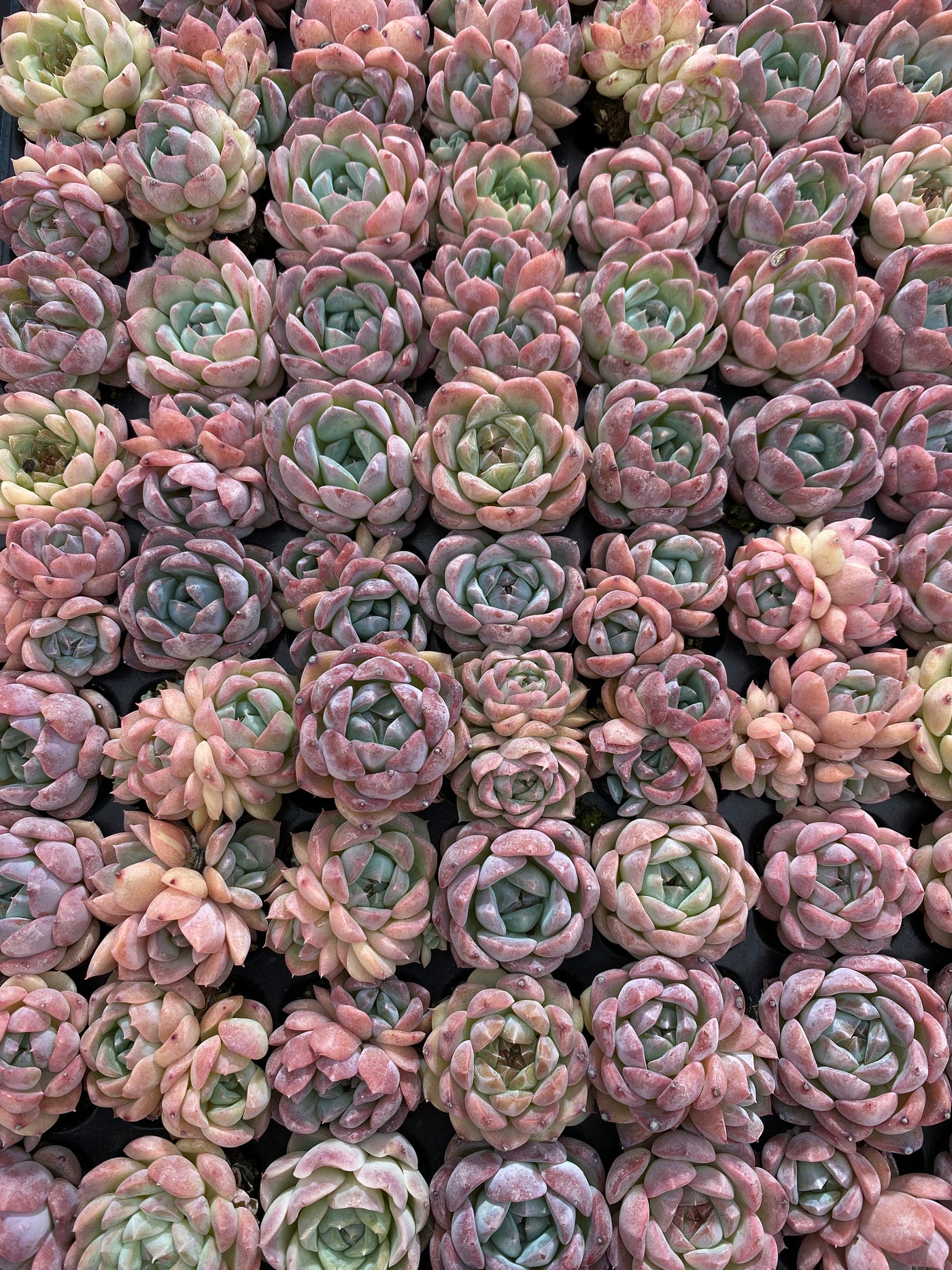 多肉植物 ビム 105株セット 品番AB0222