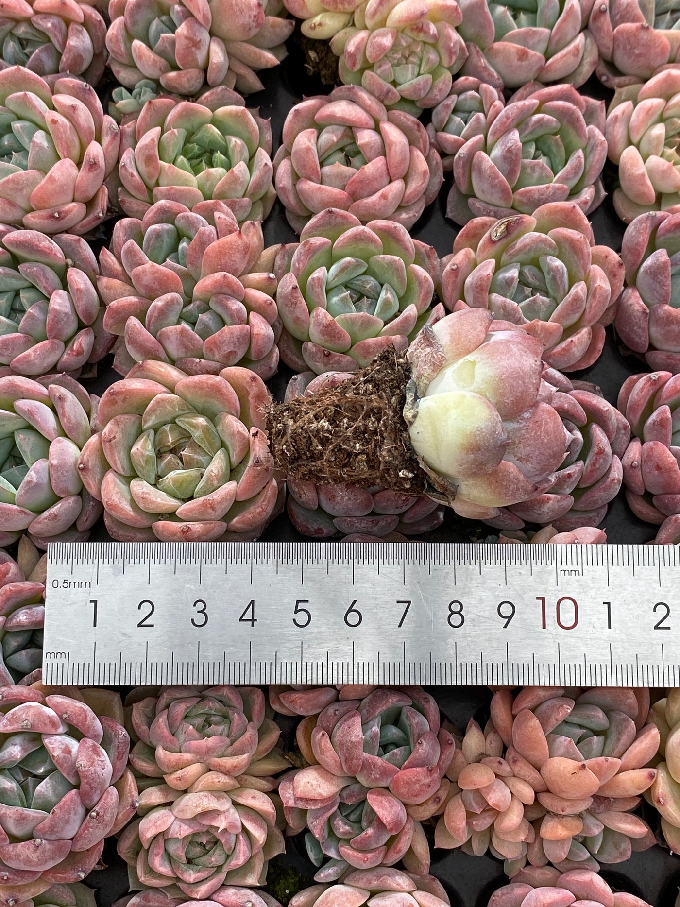多肉植物 ビム 105株セット 品番AB0222