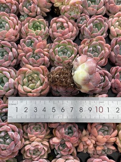 多肉植物 ビム 105株セット 品番AB0222