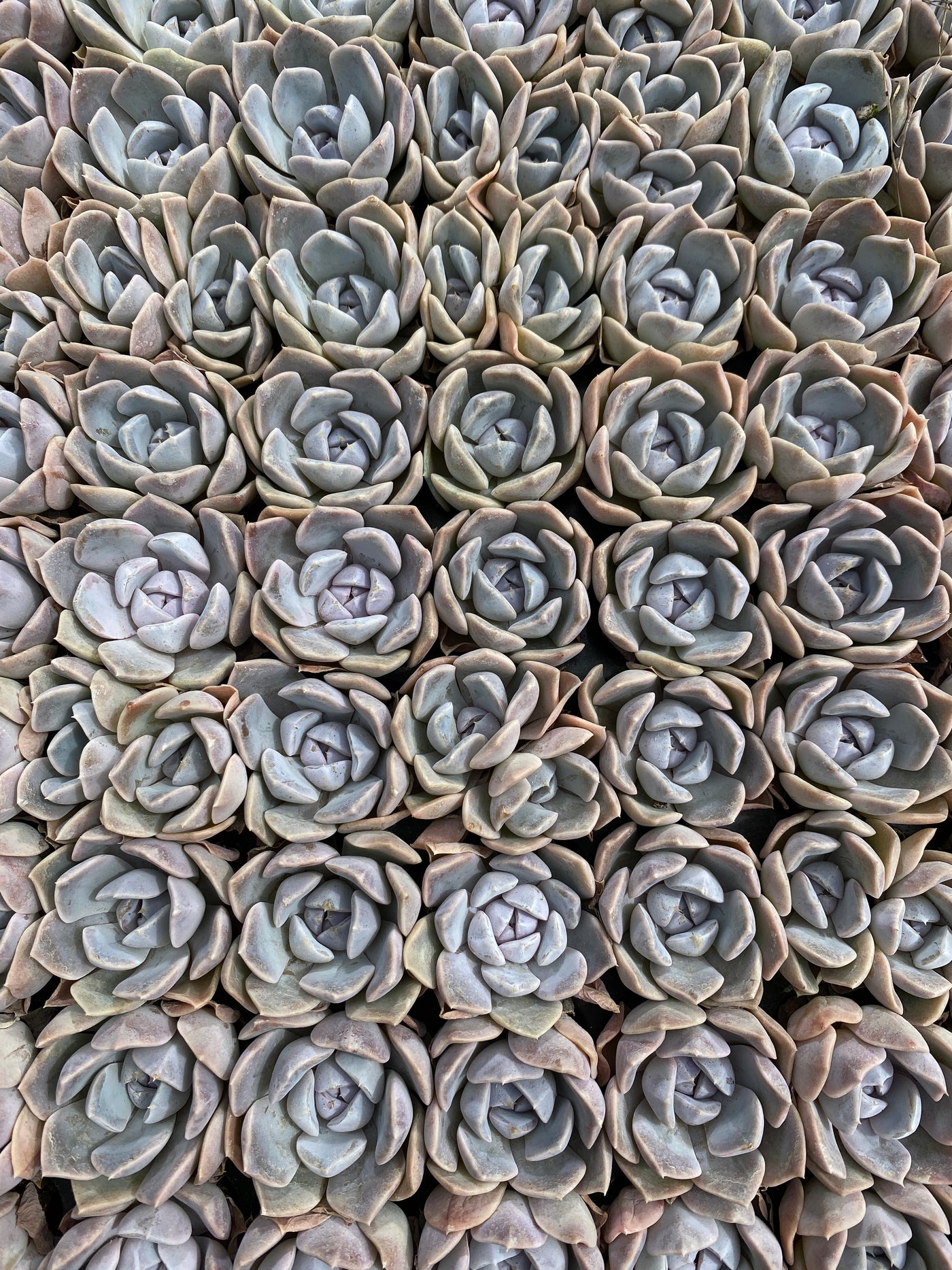多肉植物 ハンブルク 105株セット 品番AB0176