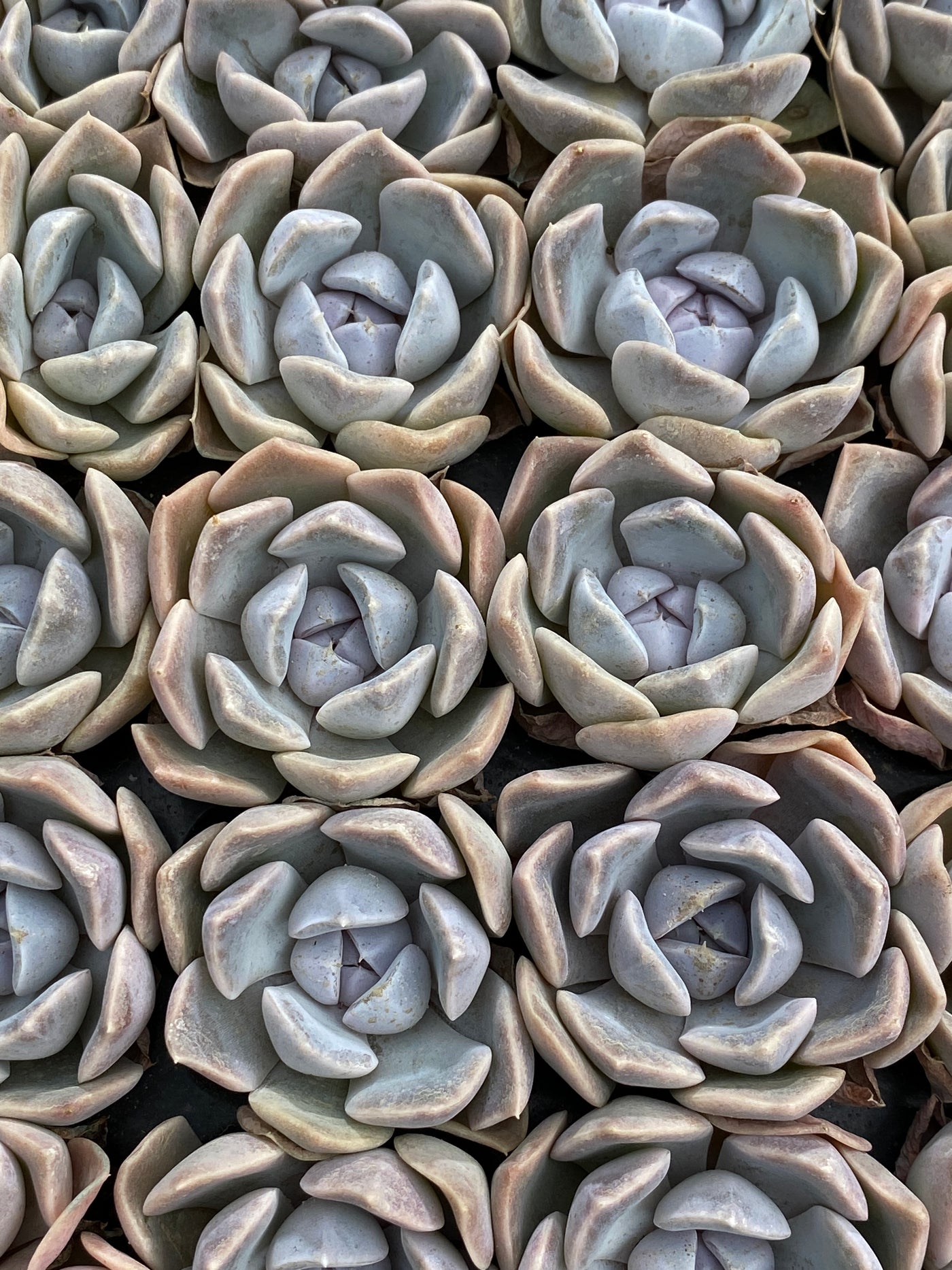 多肉植物 ハンブルク 105株セット 品番AB0176