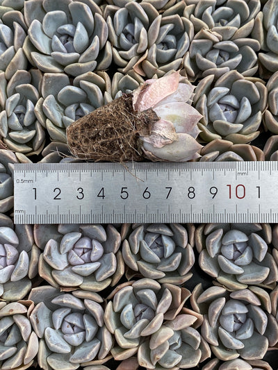 多肉植物 ハンブルク 105株セット 品番AB0176