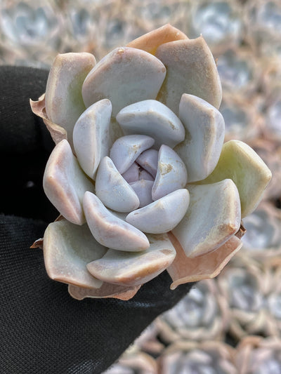 多肉植物 ハンブルク 105株セット 品番AB0176