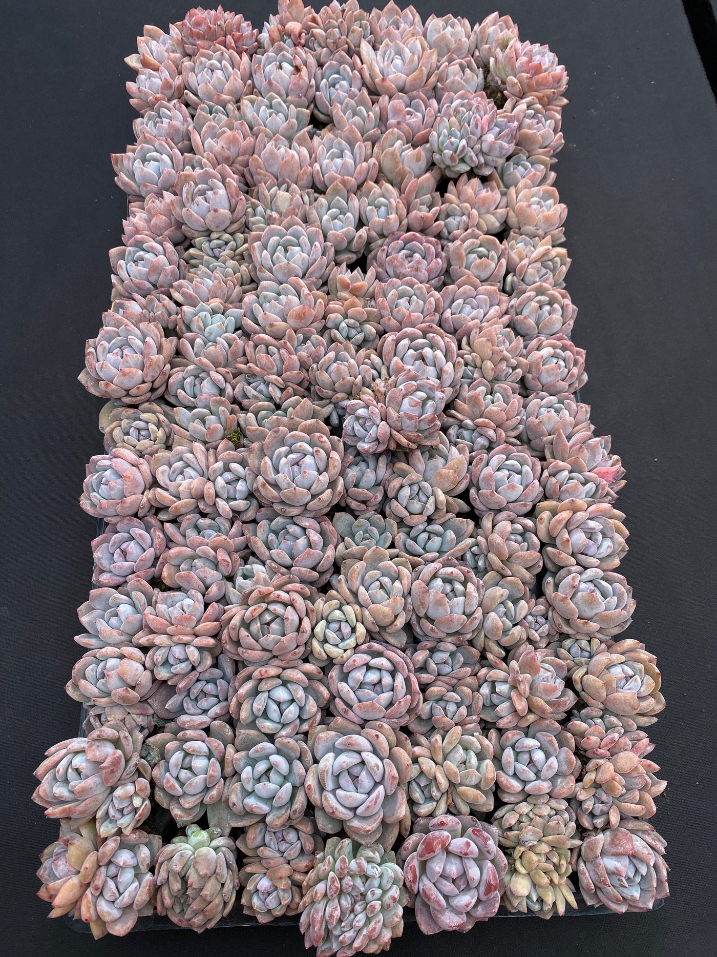 多肉植物 セイエイ 105株セット 品番AB0161