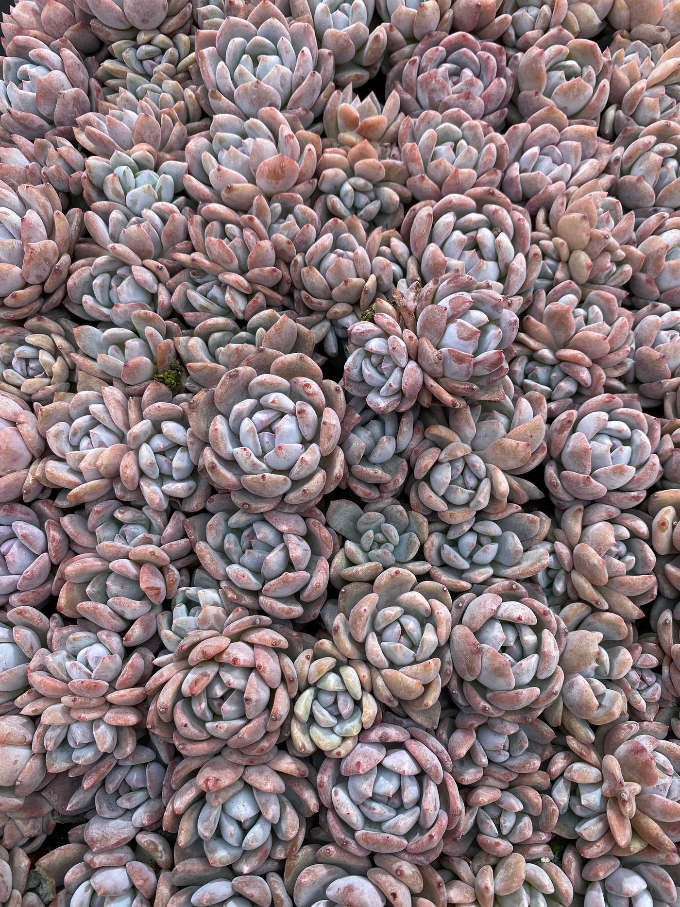 多肉植物 セイエイ 105株セット 品番AB0161
