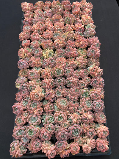 多肉植物 アツム 105株セット 品番AB0056