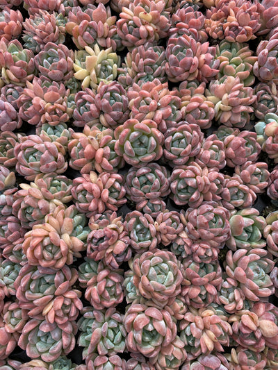 多肉植物 アツム 105株セット 品番AB0056