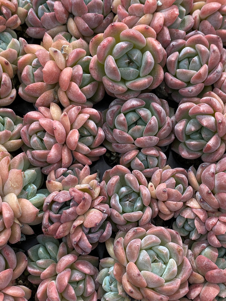 多肉植物 アツム 105株セット 品番AB0056 – 花のパッセージ