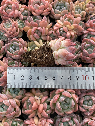 多肉植物 アツム 105株セット 品番AB0056