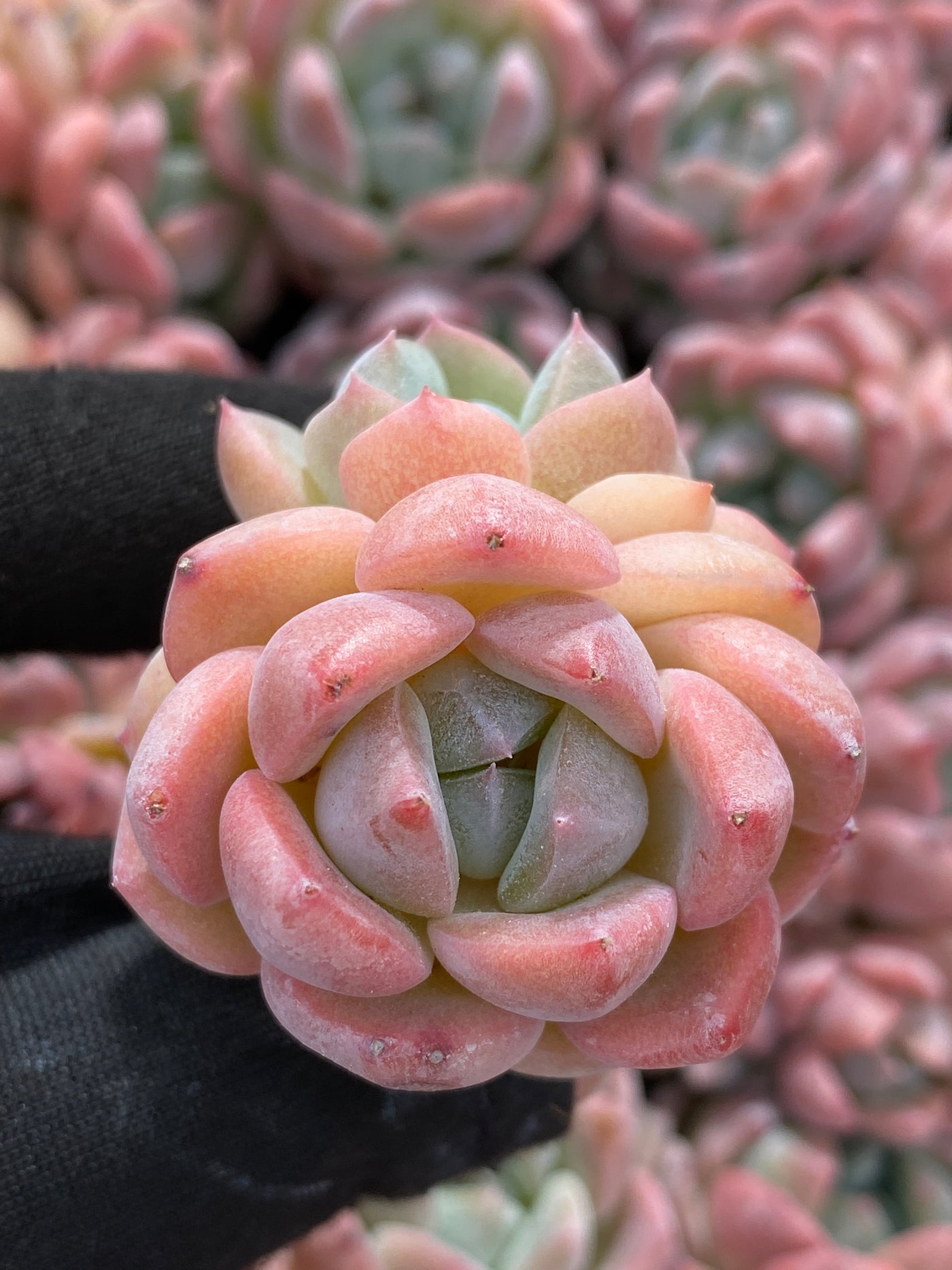 多肉植物 アツム 105株セット 品番AB0056