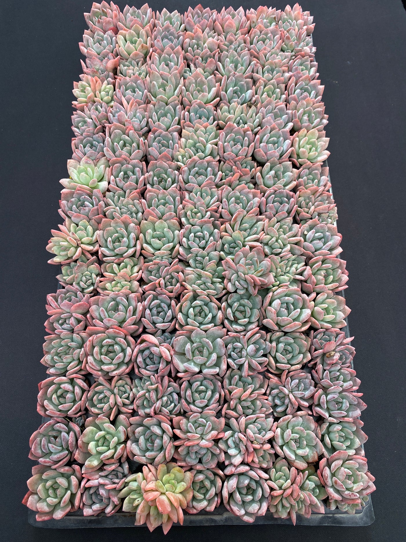 多肉植物 サクラユキ 105株セット 品番AB0135