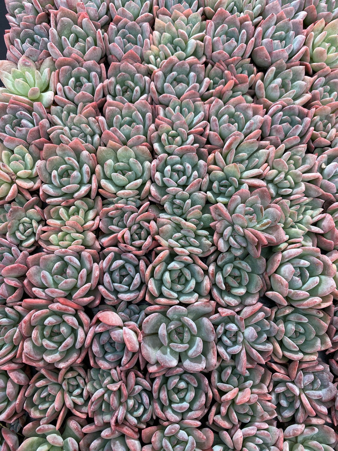 多肉植物 サクラユキ 105株セット 品番AB0135