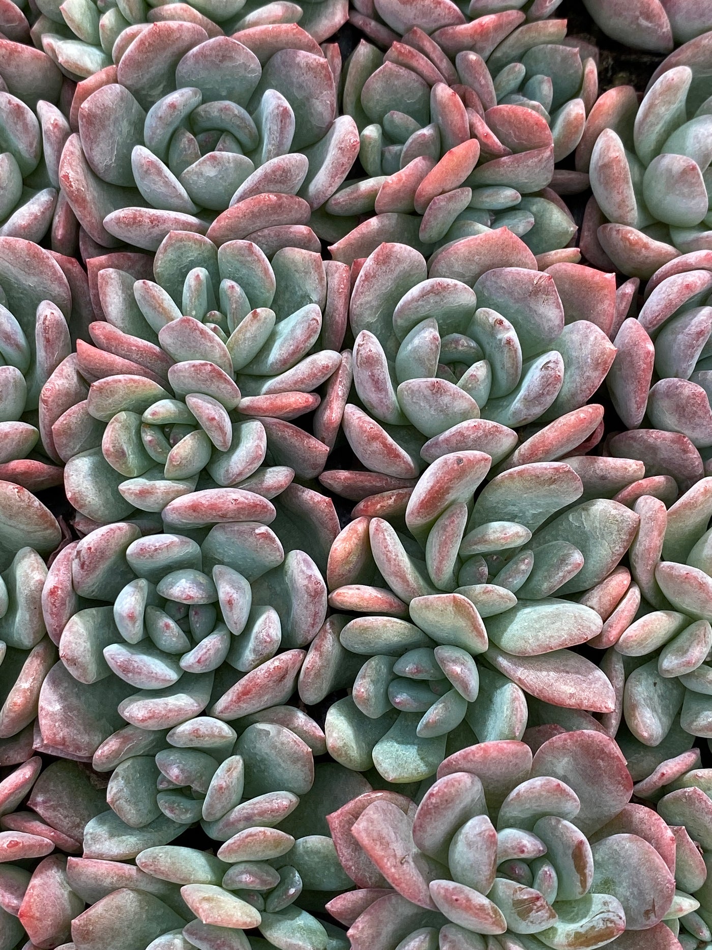 多肉植物 サクラユキ 105株セット 品番AB0135