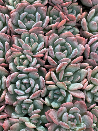 多肉植物 サクラユキ 105株セット 品番AB0135