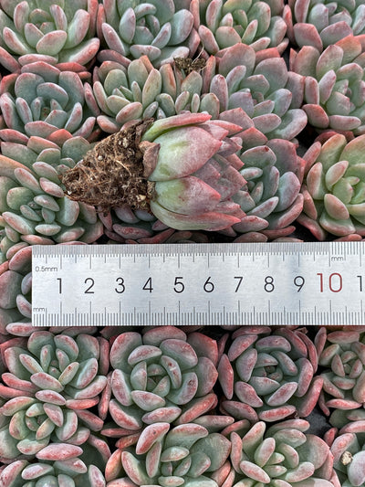 多肉植物 サクラユキ 105株セット 品番AB0135