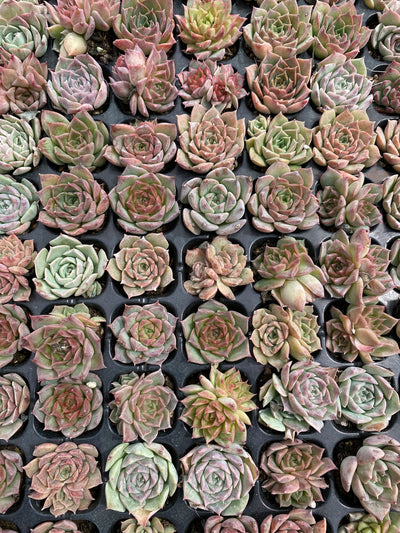 多肉植物 ショウカイラ 105株セット 品番AB0132