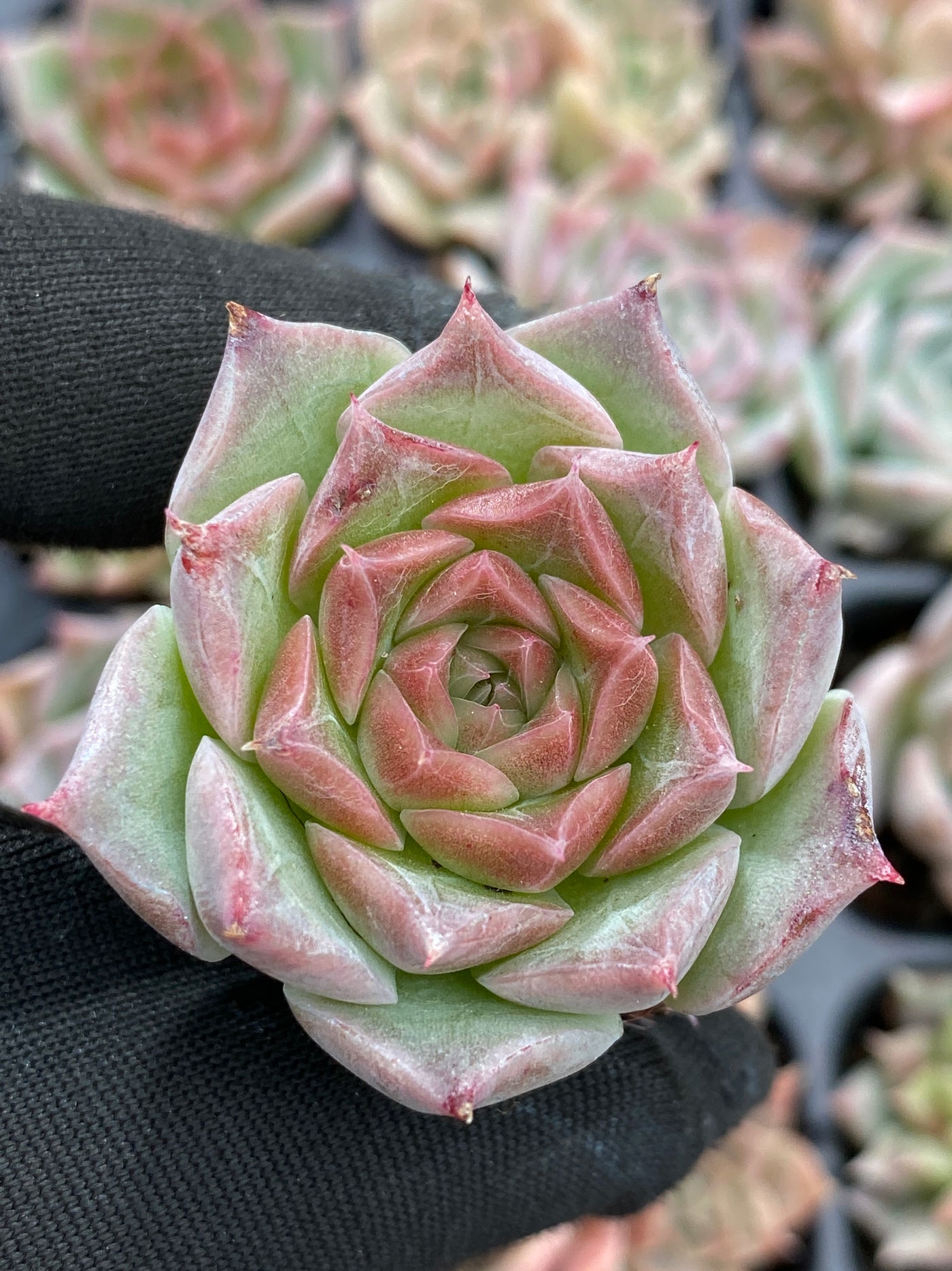 多肉植物 ショウカイラ 105株セット 品番AB0132