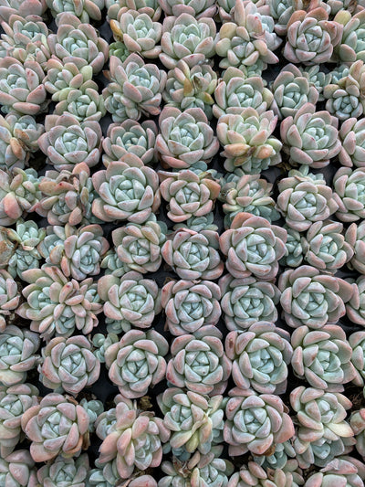 多肉植物 ヒョウギョク 105株セット 品番AB0145