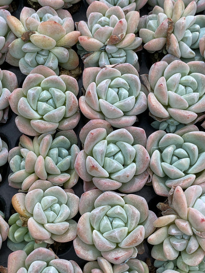 多肉植物 ヒョウギョク 105株セット 品番AB0145