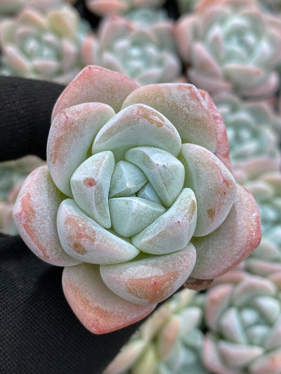 多肉植物 ヒョウギョク 105株セット 品番AB0145
