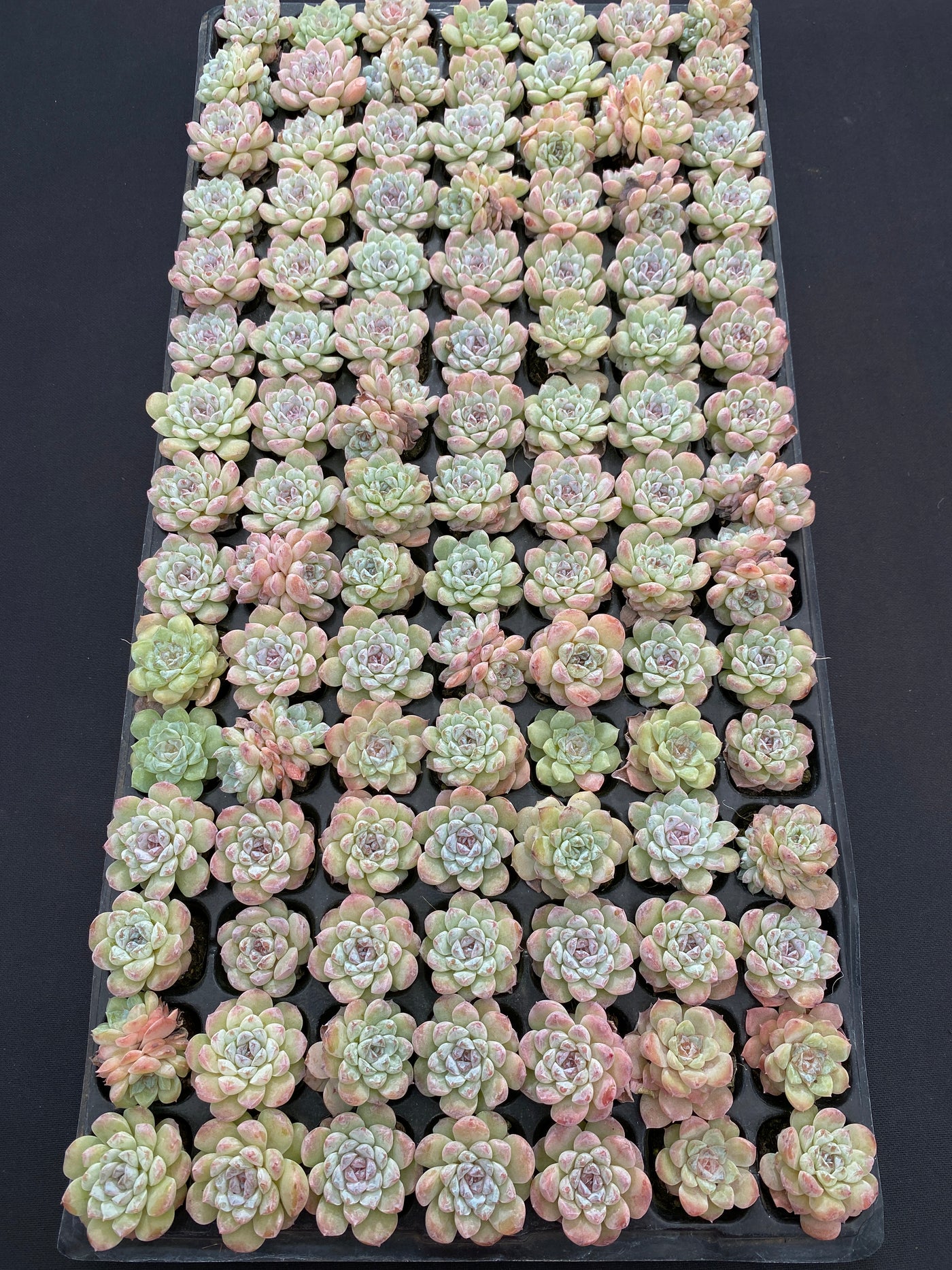 多肉植物 トウソウ 105株セット 品番AB0164