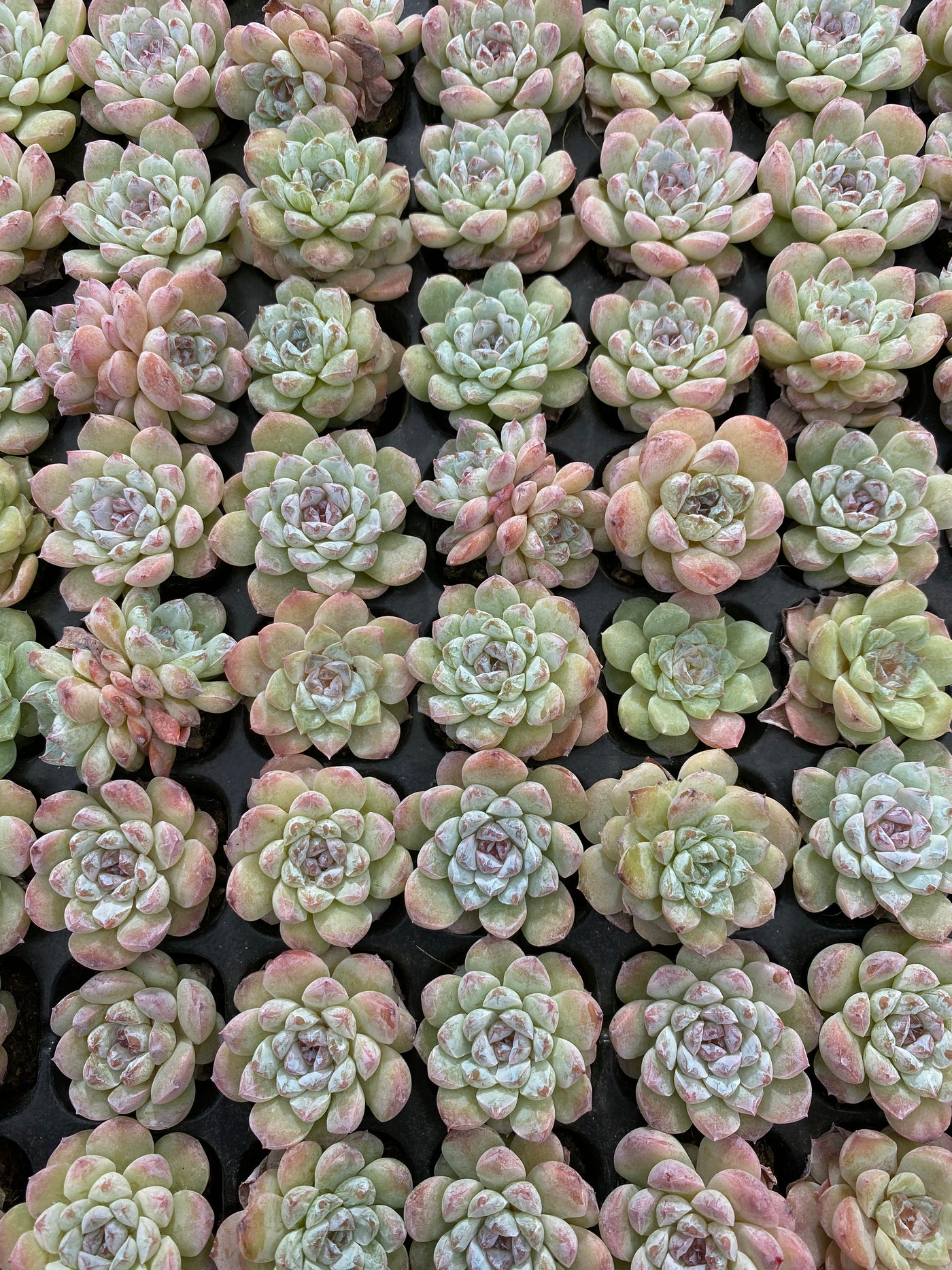 多肉植物 トウソウ 105株セット 品番AB0164