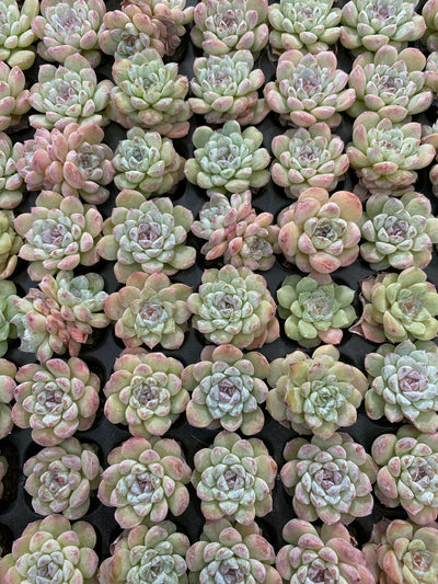 多肉植物 トウソウ 105株セット 品番AB0164