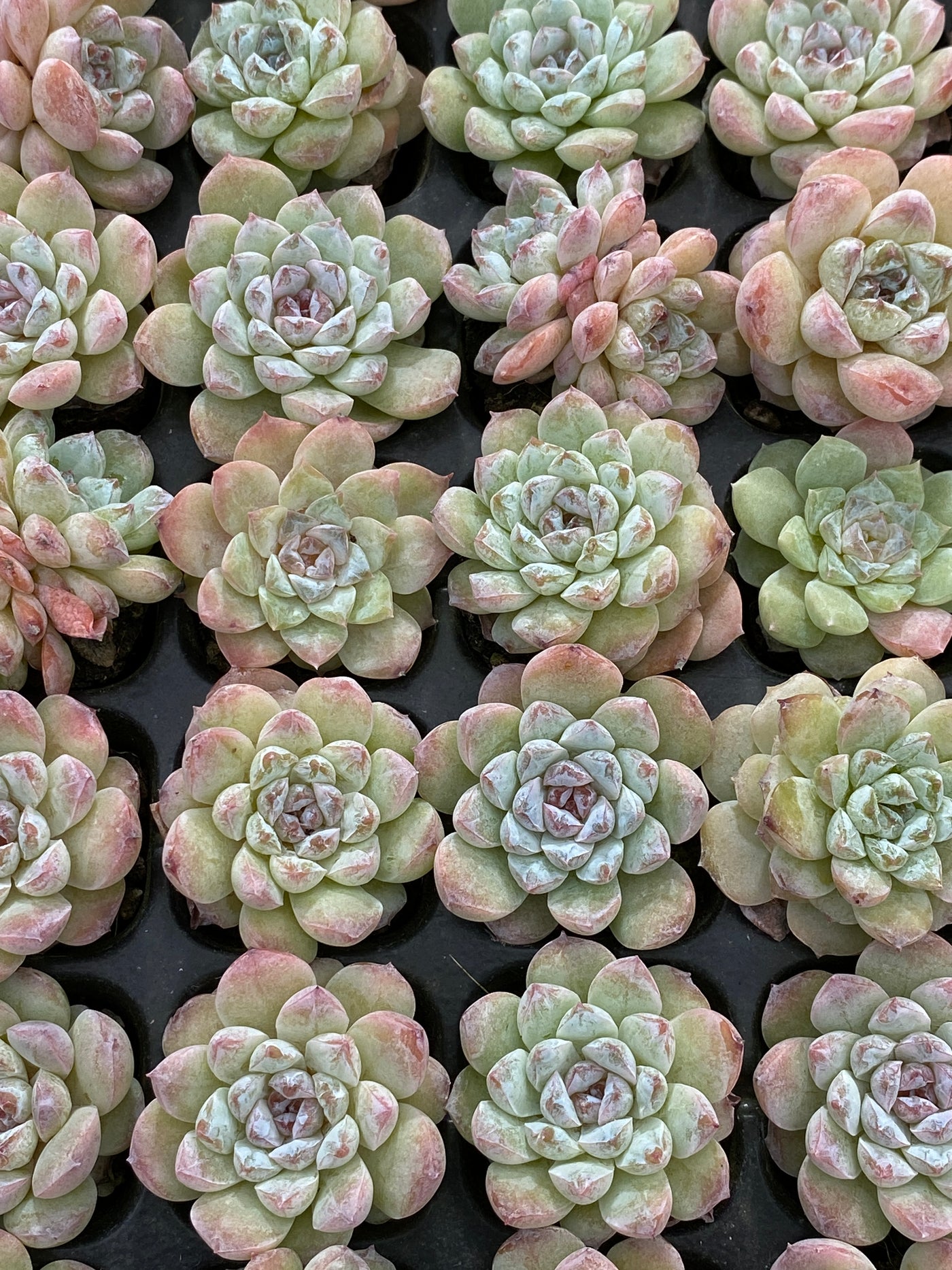 多肉植物 トウソウ 105株セット 品番AB0164