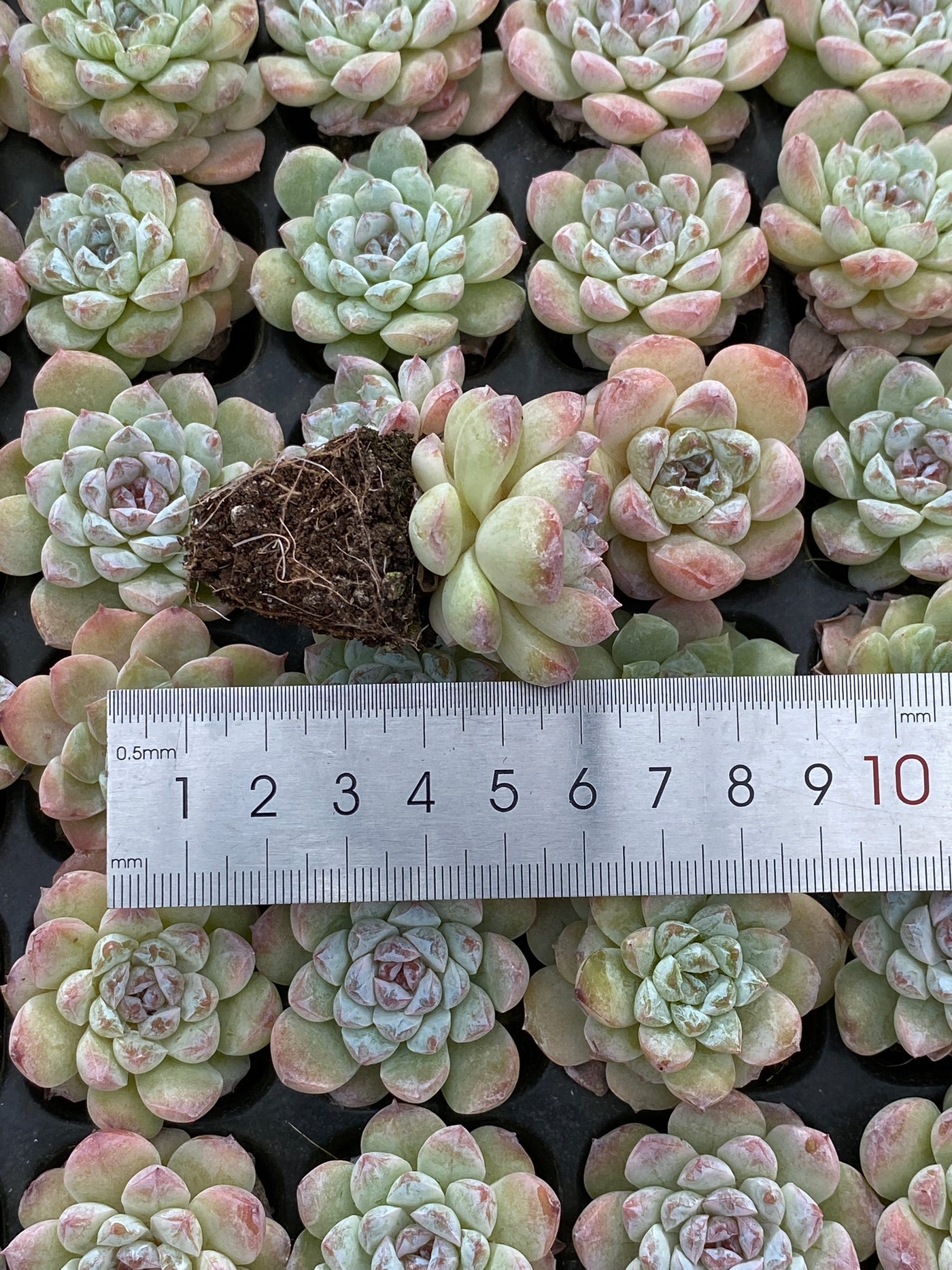多肉植物 トウソウ 105株セット 品番AB0164