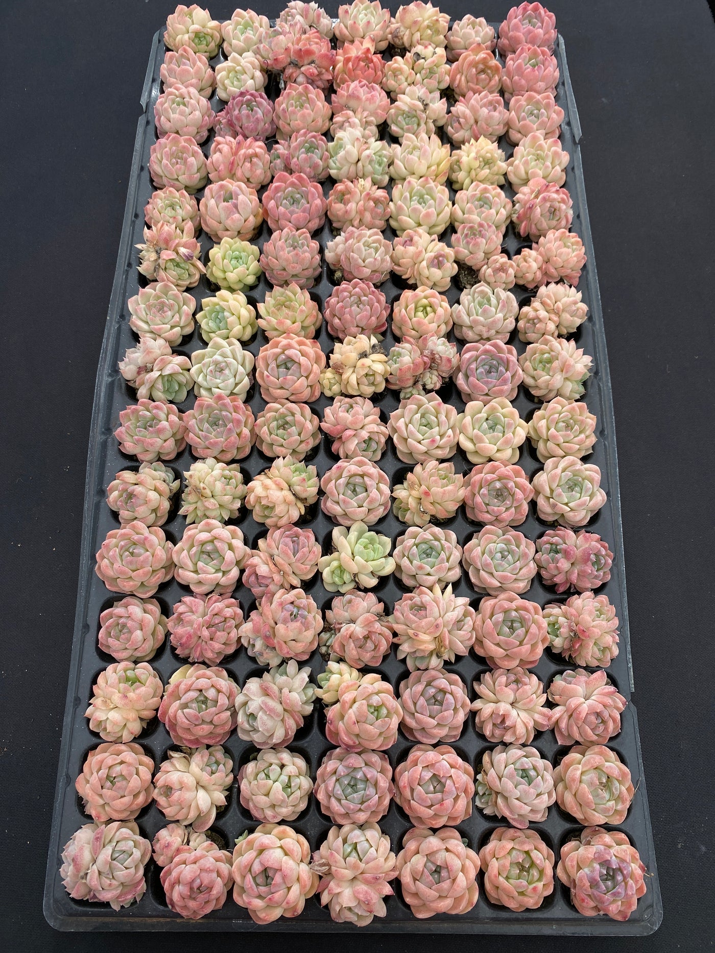 多肉植物 バイトウサイ 105株セット 品番AB0157