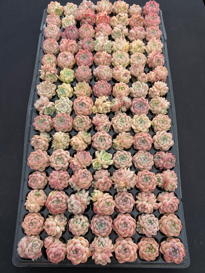 多肉植物 バイトウサイ 105株セット 品番AB0157