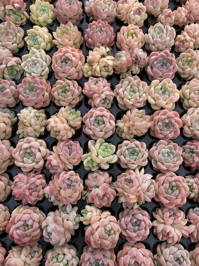多肉植物 バイトウサイ 105株セット 品番AB0157
