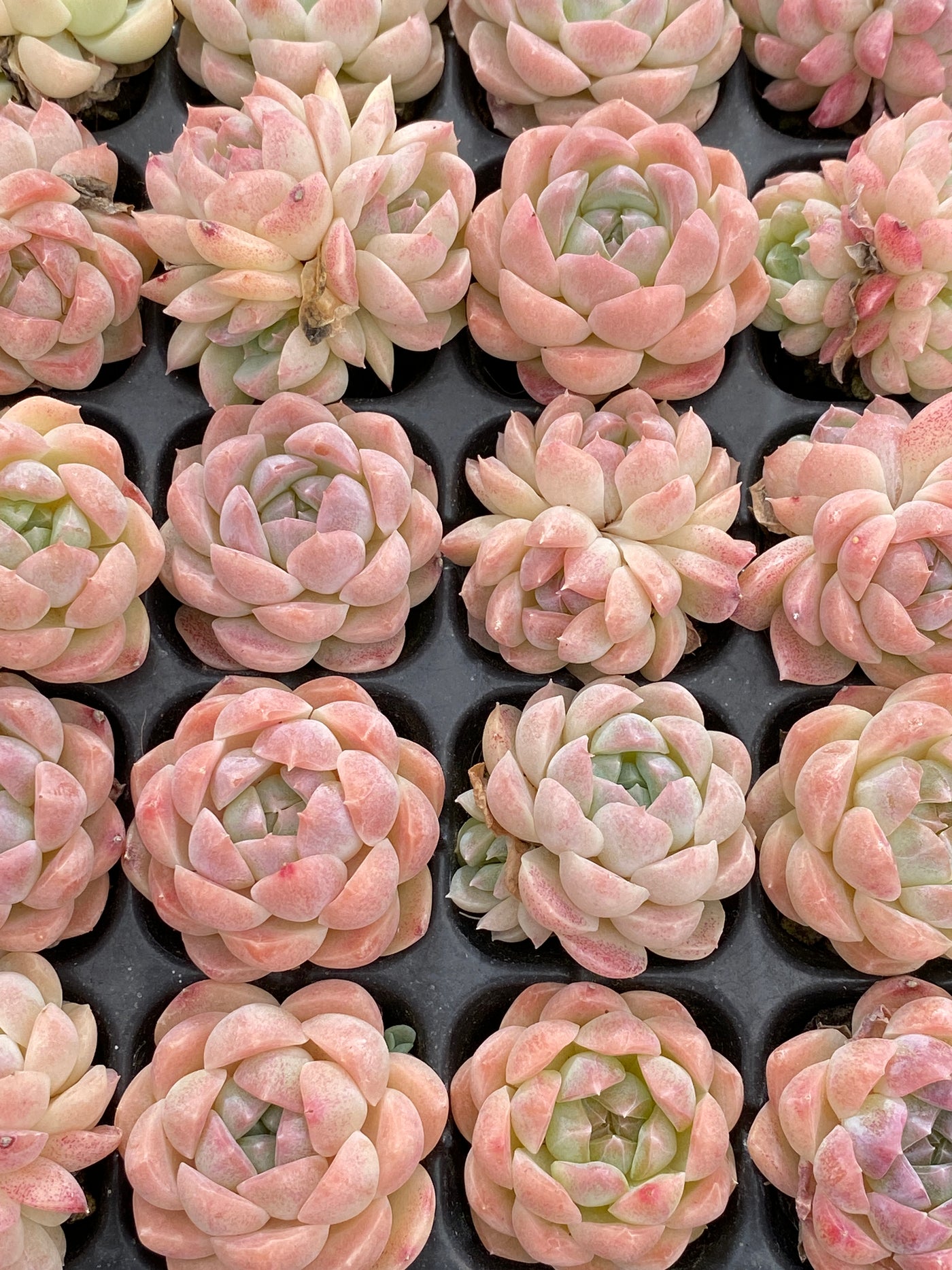 多肉植物 バイトウサイ 105株セット 品番AB0157