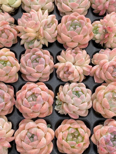 多肉植物 バイトウサイ 105株セット 品番AB0157