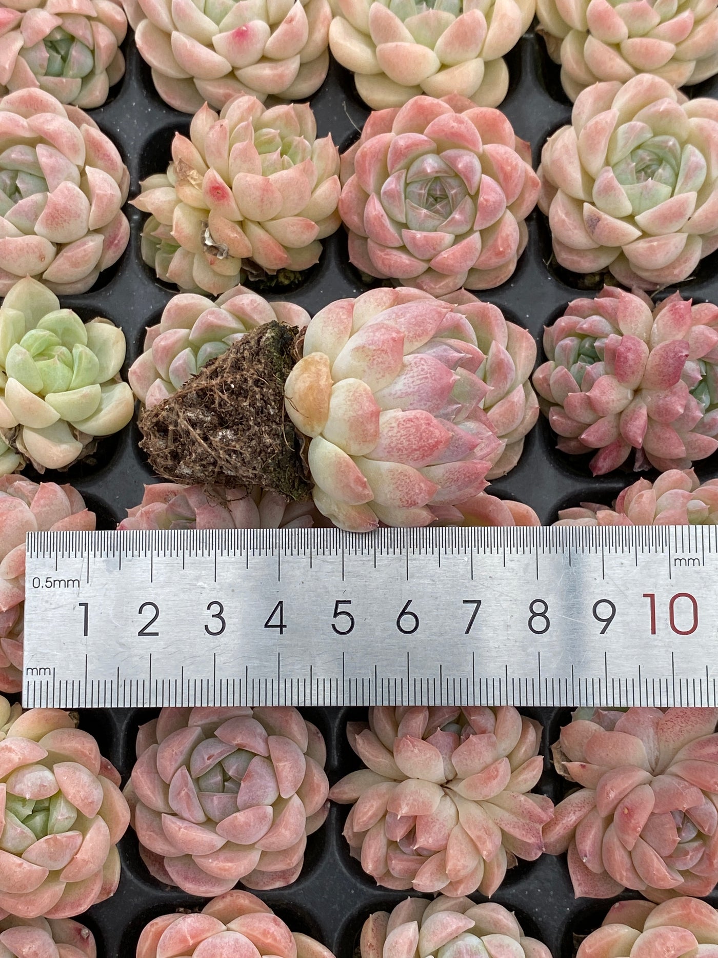 多肉植物 バイトウサイ 105株セット 品番AB0157