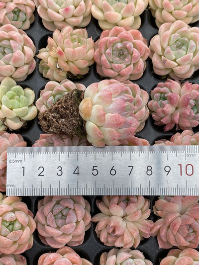 多肉植物 バイトウサイ 105株セット 品番AB0157