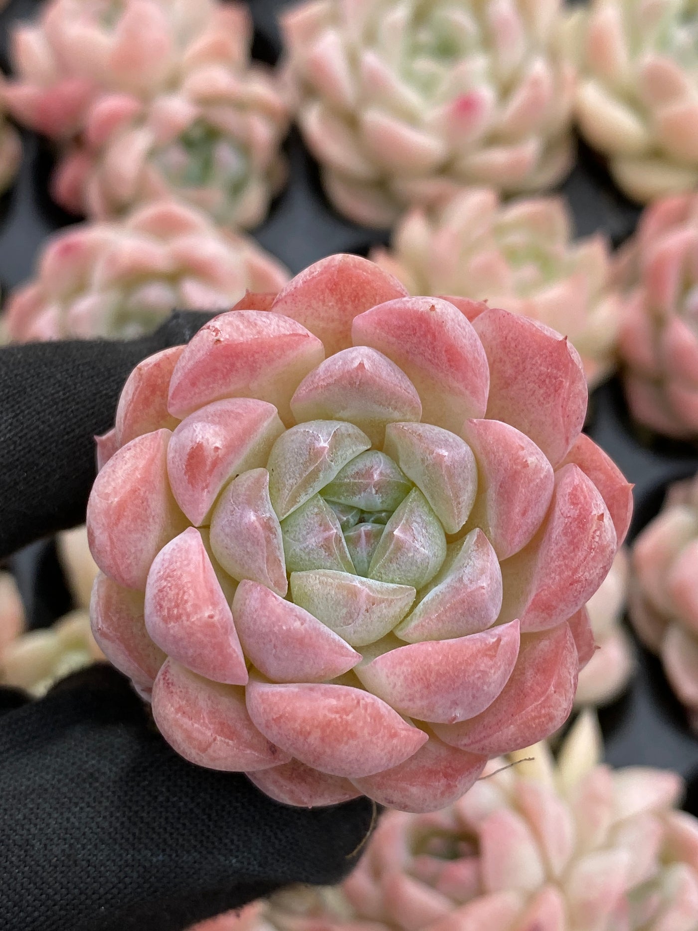 多肉植物 バイトウサイ 105株セット 品番AB0157