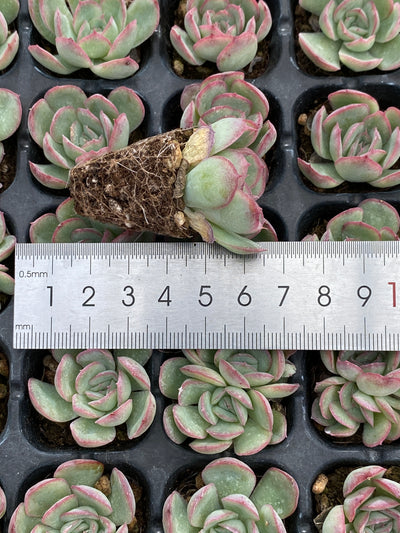 多肉植物 ストロベリーアイス 105株セット 品番AB0204