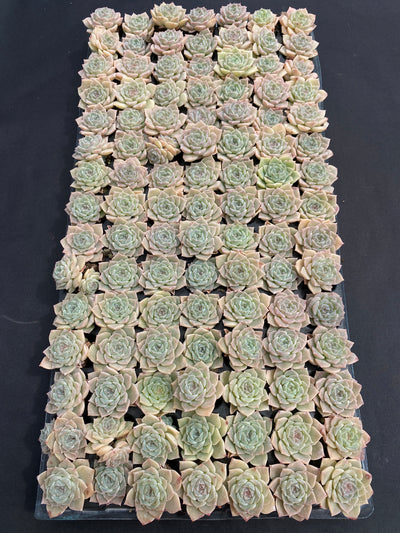 多肉植物 ピュアラブ 105株セット 品番AB0177