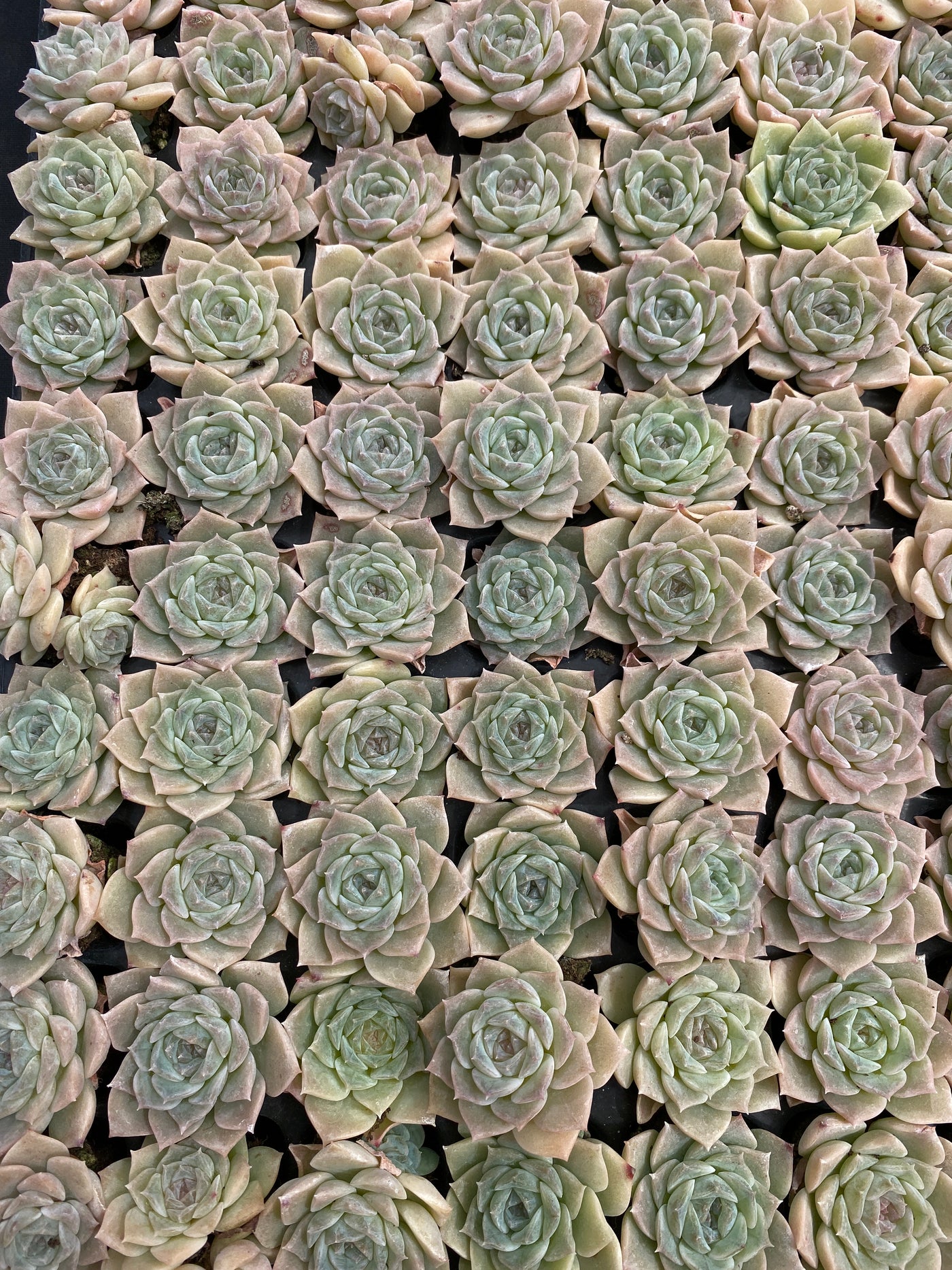 多肉植物 ピュアラブ 105株セット 品番AB0177