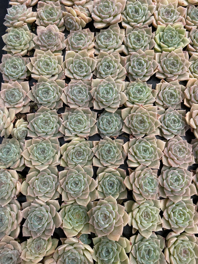 多肉植物 ピュアラブ 105株セット 品番AB0177
