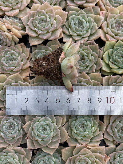 多肉植物 ピュアラブ 105株セット 品番AB0177