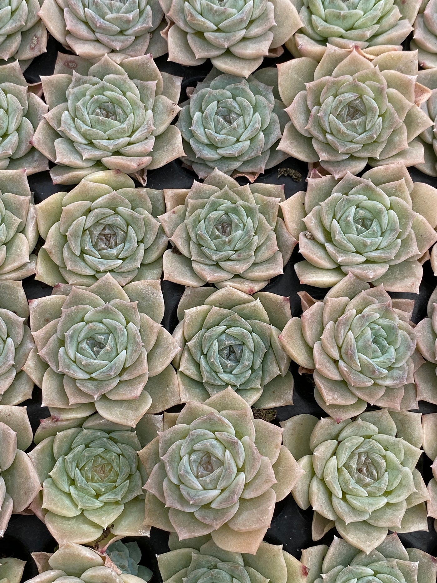 多肉植物 ピュアラブ 105株セット 品番AB0177