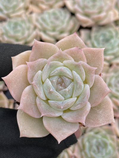 多肉植物 ピュアラブ 105株セット 品番AB0177