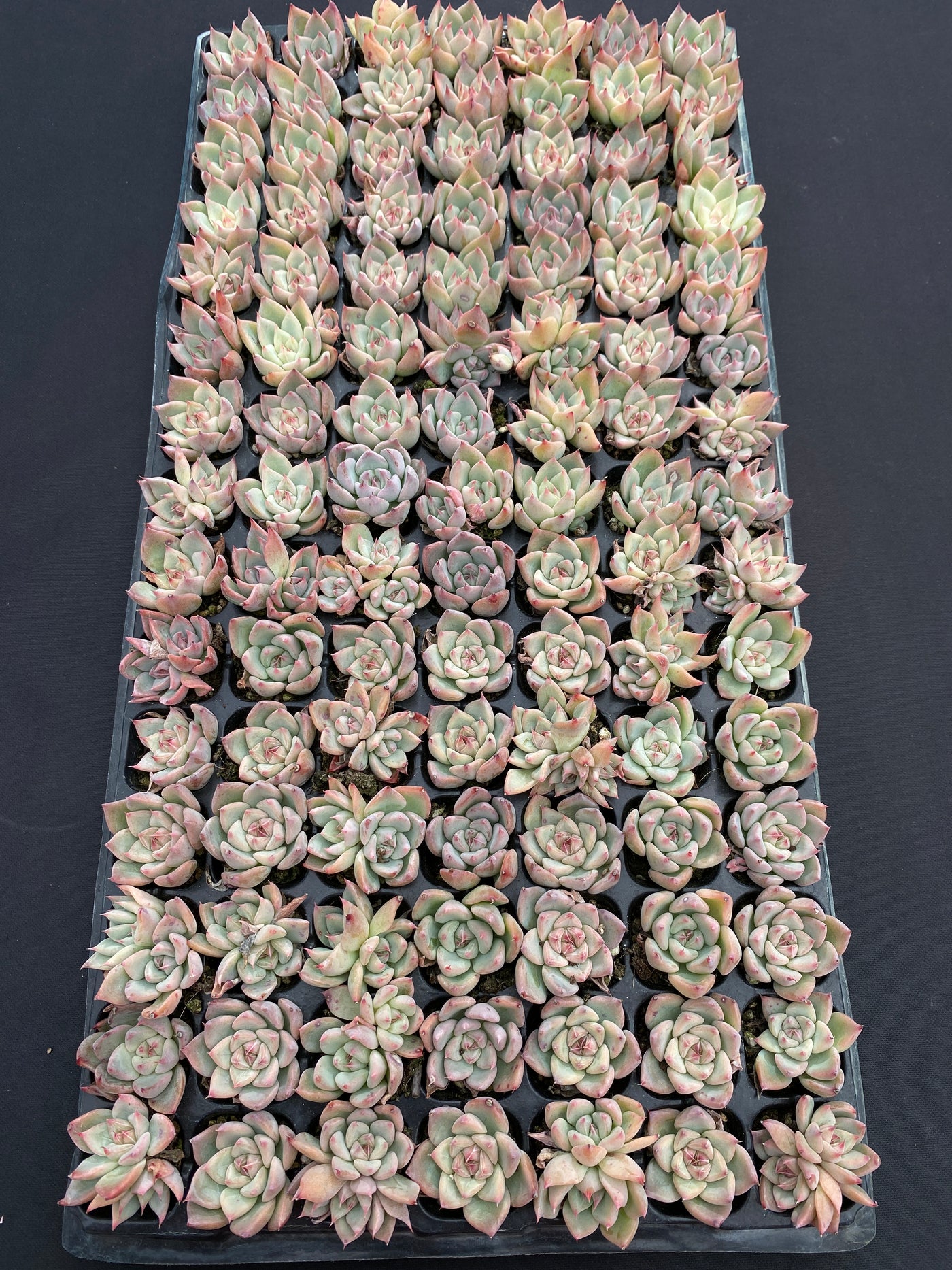 多肉植物 スカイワールド 105株セット 品番AB0189