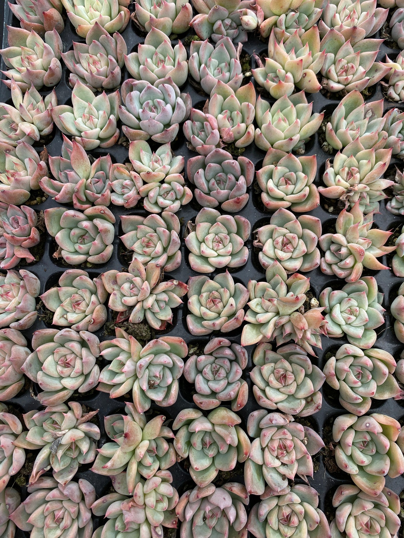 多肉植物 スカイワールド 105株セット 品番AB0189